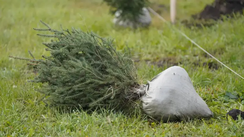 На востоке страны в очередной раз высадили саженцы в рамках акции «Таза Қазақстан» (2)