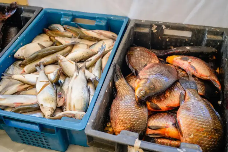 Доступные цены и самые свежие продукты: в Астане проходит ярмарка аграриев Павлодарской и Северо-Казахстанской областей (2)