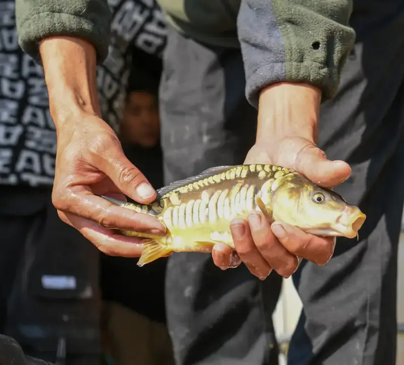 В Балхашском районе завершилось зарыбление Шагырайской озёрной системы, выпущено 100 тысяч мальков Астане
