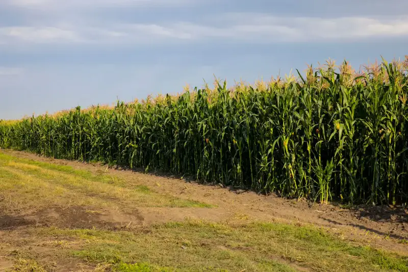 Рекордный урожай зерна и кукурузы в Алматы 2023 Астане