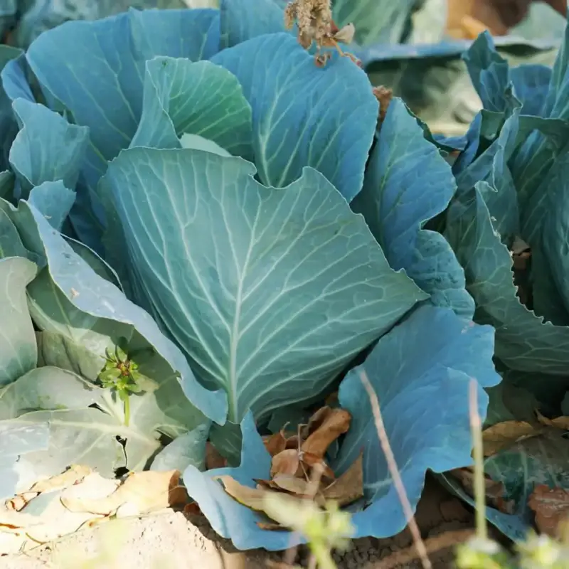 ТҮРКІСТАН: Фермеры Келесского района внедряют современные технологии для тройного урожая Астане