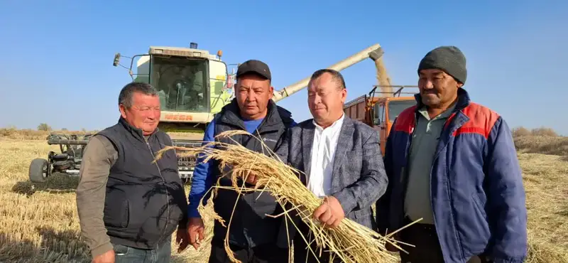 Урожай риса в Балхашском районе: уборка продолжается с высокой урожайностью Астане