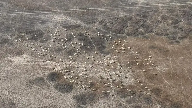 Авиапатрулирование в Карагандинской области: Защита дикой природы и борьба с браконьерством Астане