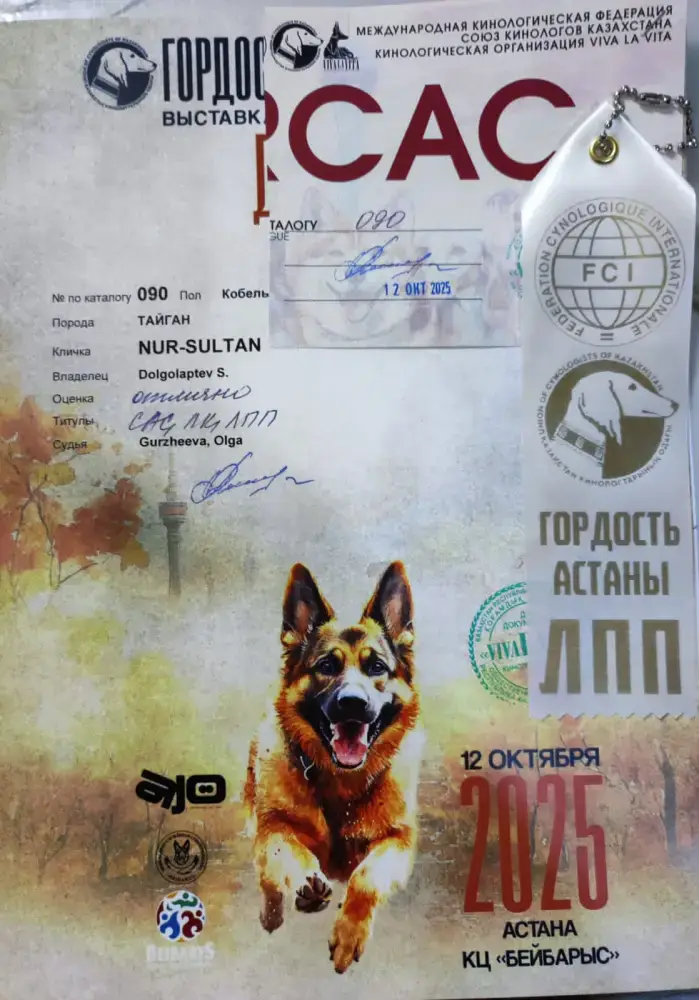 Тайган из Осакаровского района признан лучшим представителем породы в Казахстане (4)