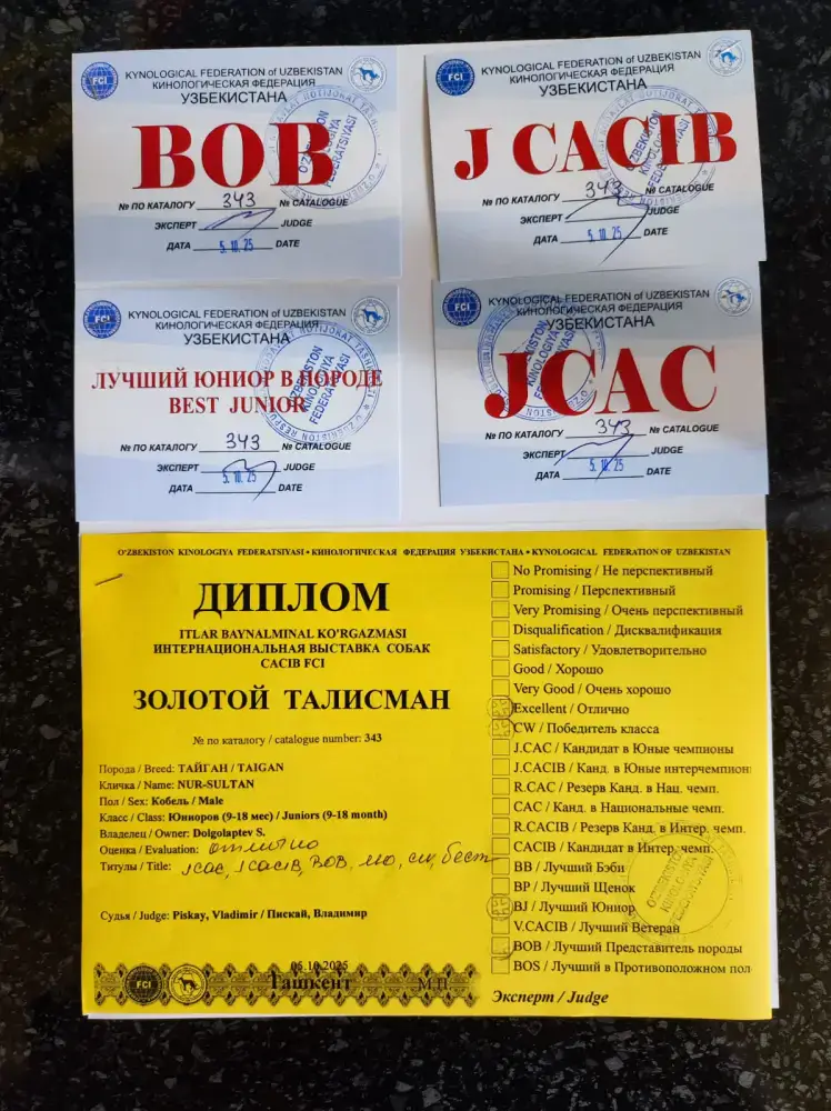 Тайган из Осакаровского района признан лучшим представителем породы в Казахстане (9)