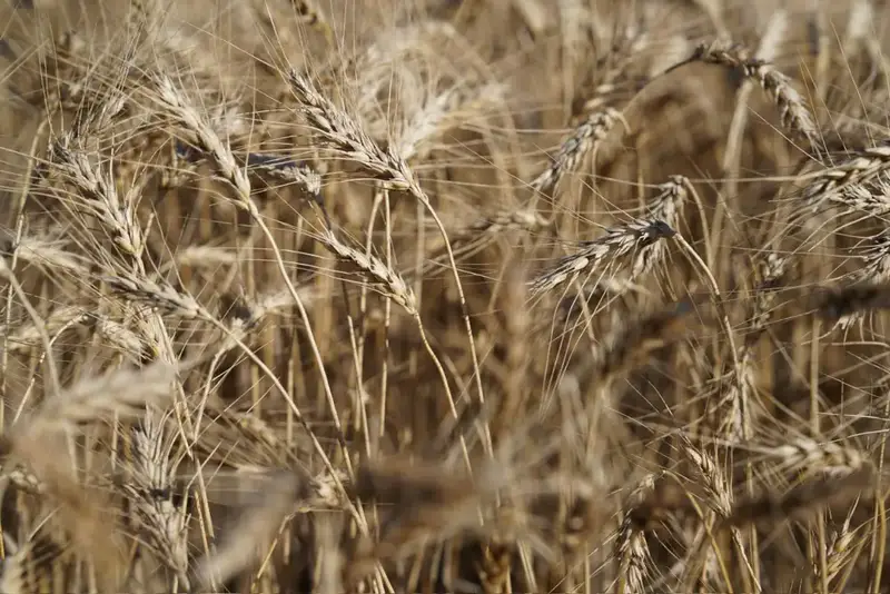 Мегаферма на 8000 голов строится в Северо-Казахстанской области (4)