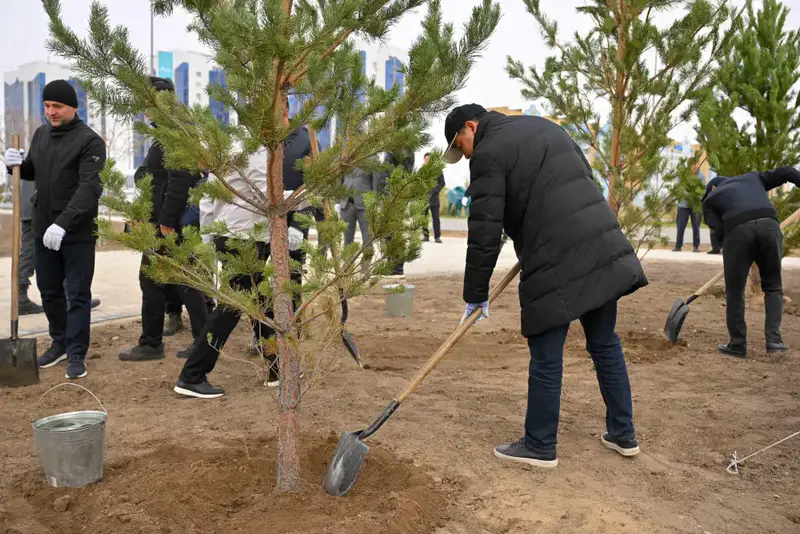 В области Абай высажено 5 тысяч саженцев деревьев (9)