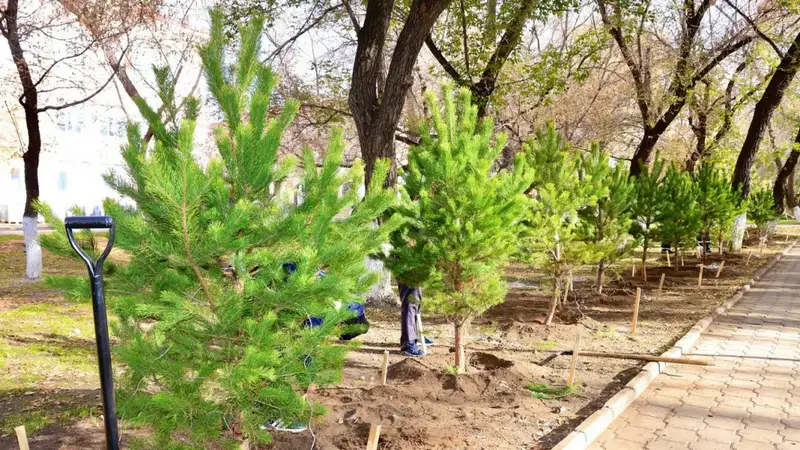 10 тысяч деревьев высажены в Карагандинской области в рамках акции «Таза Қазақстан» Астане