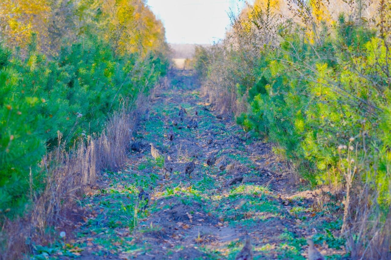 Сотни фазанов были выпущены в зеленый пояс столицы (3)