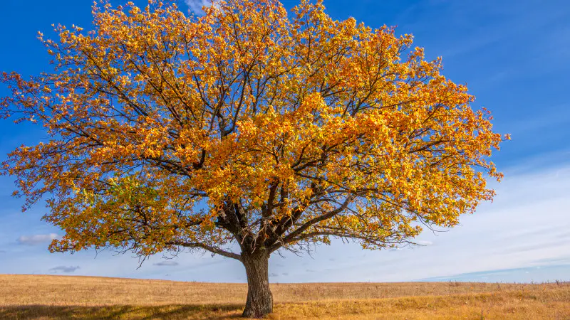 Резкие перепады температуры: в Казахстане от морозов до -9°C до тепла +27°C Астане