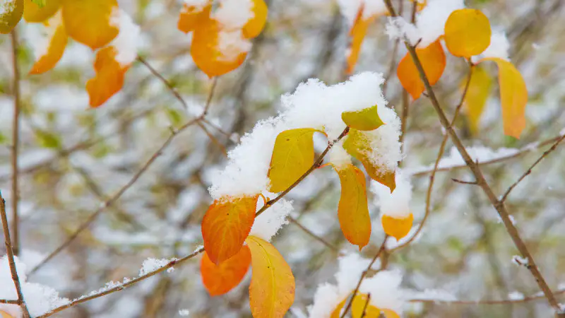 Резкий перепад погоды: снег и заморозки в Казахстане 4 октября Астане