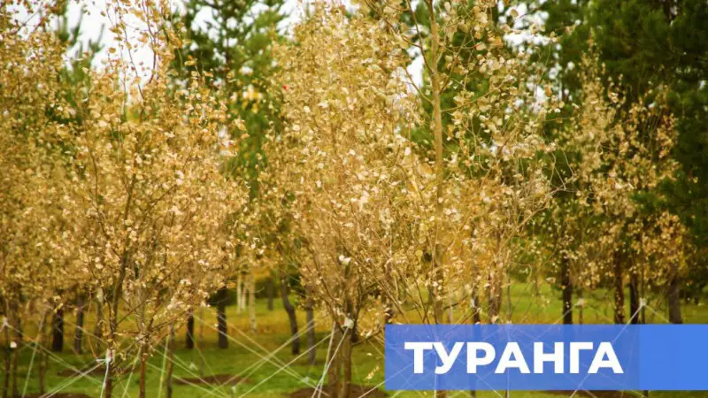 Туранга: сакральное дерево казахов укоренилось в Астане Астане