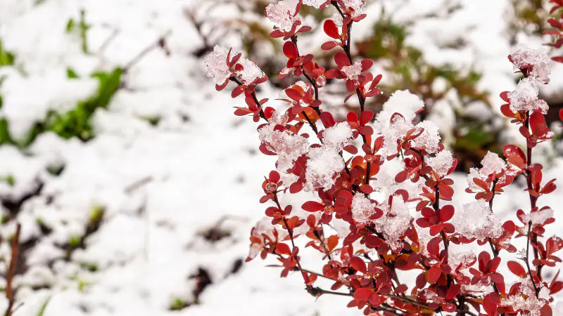 Снег и морозы до -6: Казахстан готовится к резкому похолоданию, предупреждают синоптики Астане