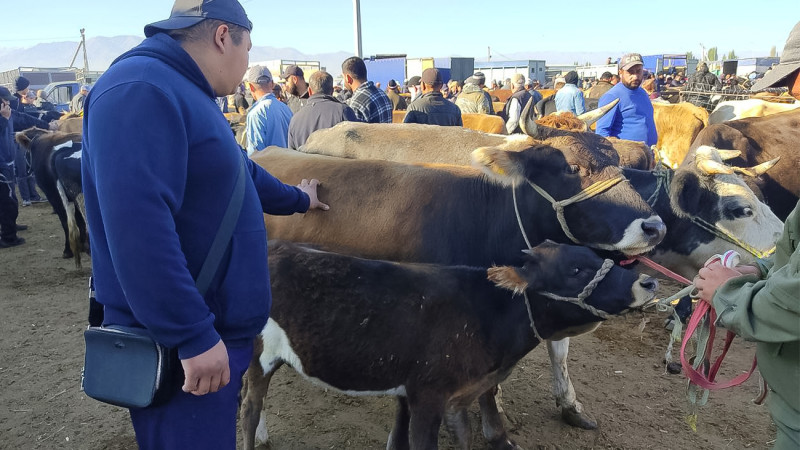 На юге Казахстана: как чабаны собирают урожай из стада, а цены на скот растут, словно осенние листья Астане