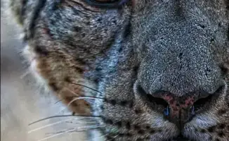 Международный день снежного барса: важность охраны редкого вида для экосистемы Казахстана