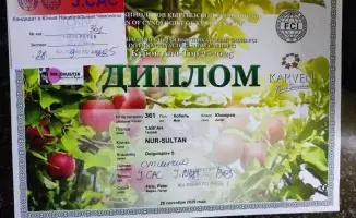 Успех тайгана Нурсултана из Осакаровского района подчеркивает важность сохранения уникальных пород в Казахстане