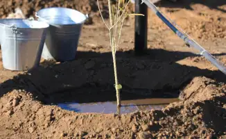 Актобе: высадка реликтового дерева туранги