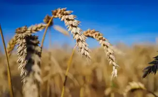 Казахстан собрал 25,9 млн тонн зерна