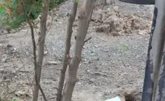 Осенний этап дератизации в Алматы завершен обработка 47 тыс гектаров