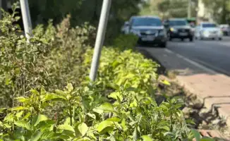 Начинается благоустройство новой зоны отдыха в Алмалинском районе