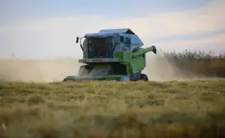 Уборка риса в Балхашском районе продолжается: 6 065 гектаров убрано, 23,7 тысячи тонн зерна собрано