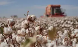 В Казахстане завершена уборка хлопчатника с акцентом на устойчивое развитие и государственную поддержку отрасли