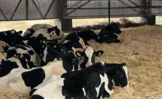 В Актюбинской области ТОО «Айс» привезло из Дании 330 племенных коров для увеличения местного производства молока.