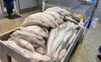 Запуск рыбоперерабатывающего завода в Казахстане: экспорт продукции в Европу