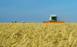Зерновой урожай в Акмолинской области: золотые поля принесли 7,1 млн тонн