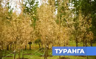 Экоакция Таза Қазақстан субботник в Астане более 150 тысяч участников высадка деревьев благоустройство парков