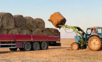 Казахстан собрал 36 миллионов тонн кормов для животных в этом году