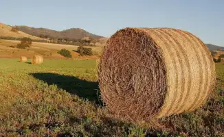 Стабильное обеспечение кормами скота в Казахстане на зимний период 2025–2026 годов