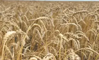 В Казахстане завершена уборка 94,1% зерновых культур, намолочено 24,6 млн тонн зерна