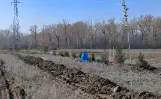 В Семее открыт новый лесной питомник с высадкой 10 тысяч саженцев