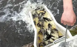 Река Есиль наполнилась жизнью: более 600 тысяч карпов и белых амуров вернулись домой