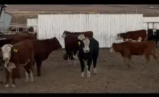 Амангалий Бердалин осматривает аграрные хозяйства Актюбинской области в рамках рабочей поездки