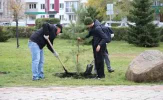 В области прошла масштабная экоакция: высажено более 10 000 деревьев в рамках программы «Таза Қазақстан»