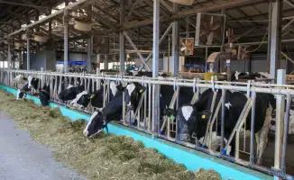 Забота о сельскохозяйственных животных в Жетісу: подготовка более 2 миллионов тонн кормов к зимнему сезону