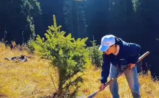 Посадка деревьев в природных парках региона