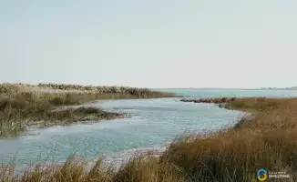 125 тысяч сазанов: новое поколение для озера Балхаш!