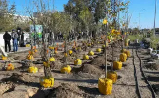 Алматинская область: 67 тысяч за зелёное будущее!
