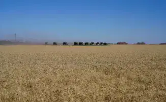 Уборочная кампания: Стабильность на полях СКО!