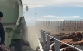 В Аксуатском районе запускается «мясной мотор» для развития сельского хозяйства