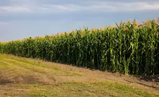 Рекордный урожай зерна и кукурузы в Алматы 2023