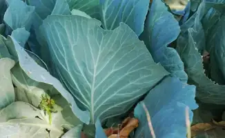 ТҮРКІСТАН: Фермеры Келесского района внедряют современные технологии для тройного урожая