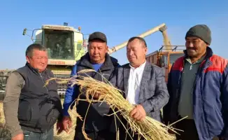 Урожай риса в Балхашском районе: уборка продолжается с высокой урожайностью