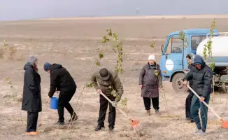 Активное участие местных жителей в высадке деревьев в области Абай: 15 тысяч участников и 300 гектаров очищенной земли