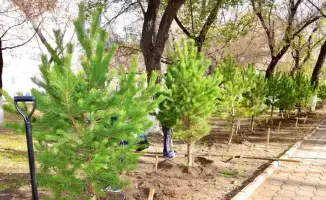 10 тысяч деревьев высажены в Карагандинской области в рамках акции «Таза Қазақстан»