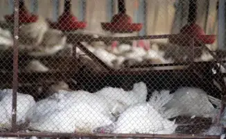 Птичий грипп в Германии: полмиллиона птиц под нож