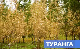 Туранга: сакральное дерево казахов укоренилось в Астане